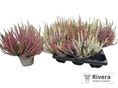Calluna Garden Girls Trio Girls 13Ø 25cm
