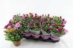 Chrysanth Mix 12Ø 26cm