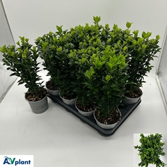 Euonymus Green Spire 10Ø 35cm