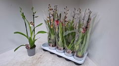 Cambria Mix 12Ø 50cm 2st