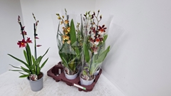 Cambria Mix 12Ø 70cm 2st