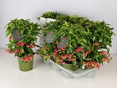 Ardisia Crenata Premium 14Ø 40cm