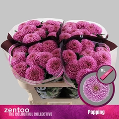 Chrysanth Single Popping 70cm 85gr.