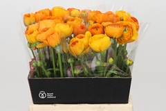 Ranunculus Elegance Orange 45cm 30gr.