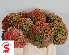Hydrangea Pompidou Classic 50cm 21-23cm Hd