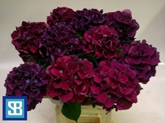 Hydrangea Royal King 60cm 12-14cm Hd