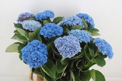 Hydrangea Revolution Blue 65cm 10-12cm Hd