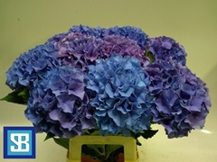 Hydrangea Royal Parade 70cm 16-18cm Hd
