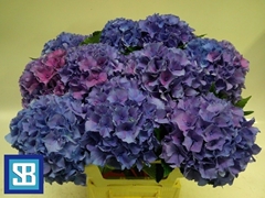 Hydrangea Royal Parade 60cm 14-16cm Hd