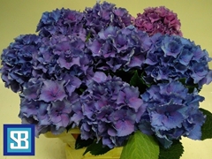 Hydrangea Royal Parade 60cm 12-14cm Hd