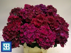 Hydrangea Pink Ruby 60cm 11-13cm Hd