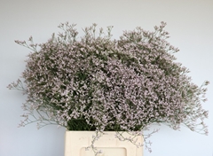 Limonium Tall Pink Emille 70cm 35gr.