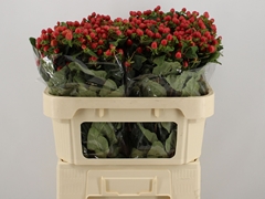 Hypericum Magical Triumph 70cm