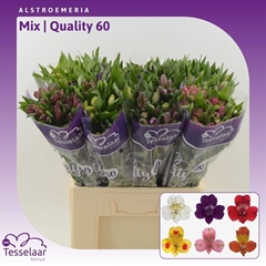 Alstroemeria Mix 60cm 40gr.