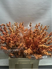 Ilex Verticillata Winter Gold 70cm