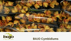 Cymbidium Hms. Valencia 60cm