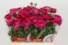 Ranunculus Elegance Hot Pink 40cm 35gr.