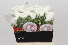 Ranunculus Elegance White 45cm 35gr.