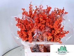 Ilex Verticillata Magical Daydream 80cm