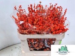 Ilex Verticillata Magical Daydream 70cm