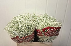 Gypsophila Paniculata Mirabella 60cm 30gr.