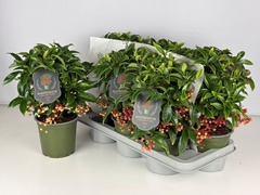 Ardisia Crenata Premium 14Ø 35cm