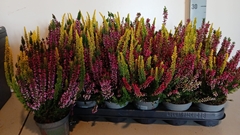 Calluna Beauty Ladies Mix In Pot 2 Colours 9Ø 25cm