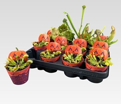 Carnivorous 8Ø 20cm