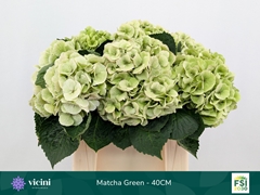 Hydrangea Matcha Classic 40cm 12-14cm Hd
