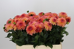 Dahlia Chanel 55cm