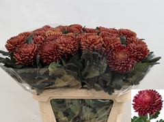 Chrysanth Single Bigoudi Bronze 80cm 85gr.