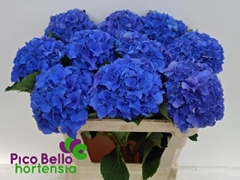 Hydrangea Royal Parade 80cm 18-20cm Hd