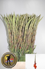 Gladiolus Live Oak 110cm 150gr.