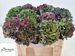 Hydrangea Royal Crown Classic 50cm 16-18cm Hd
