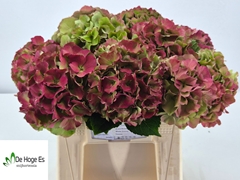 Hydrangea Royal Palace Classic 40cm 16-18cm Hd