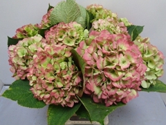 Hydrangea Verena Classic 60cm 17-19cm Hd