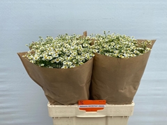 Tanacetum Single Vegmo 60cm