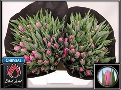 Tulip Single Sirikit 35cm 40gr.