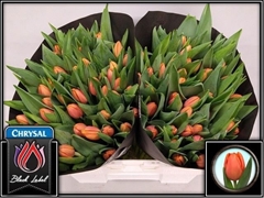 Tulip Single Time Out 40cm 55gr.