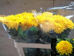 Chr G Jayz Yellow 80cm 120gr.