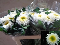Chrysanth Single Inga 80cm 100gr.