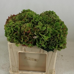 Hydrangea Royal Palace Classic 50cm 16-18cm Hd