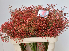 Rosa Autumn Splendor 80cm
