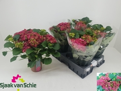 Hydrangea Hi Fire 14Ø 38cm 7bl