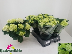 Hydrangea Hi Hailstone 14Ø 38cm 7bl