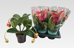 Medinilla Flamenco 17Ø 40cm 4bl