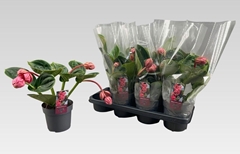 Medinilla Lambada 14Ø 30cm 3bl