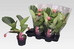 Medinilla Lambada 14Ø 40cm 2bl