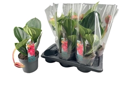 Medinilla Flamenco 17Ø 40cm 1bl