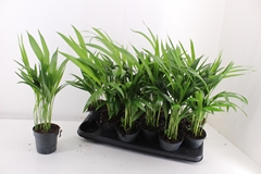Dypsis Lutescens 10Ø 40cm